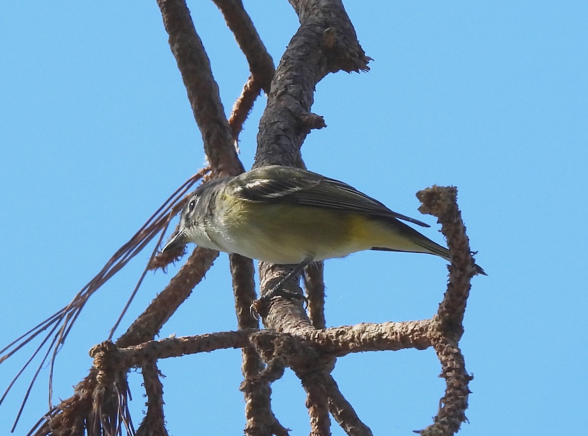 Graukopfvireo - ML632455364