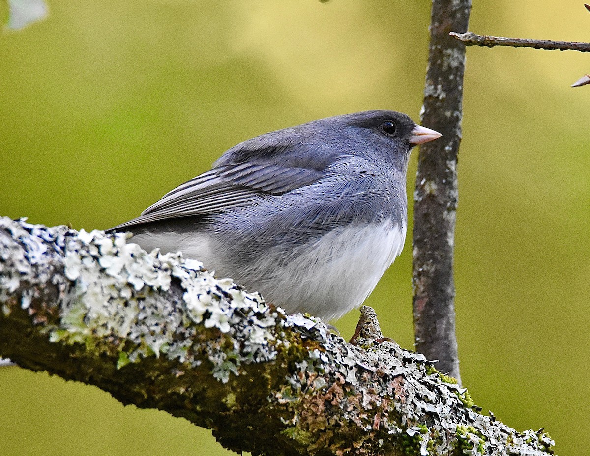 Dark-eyed Junco - ML632455398