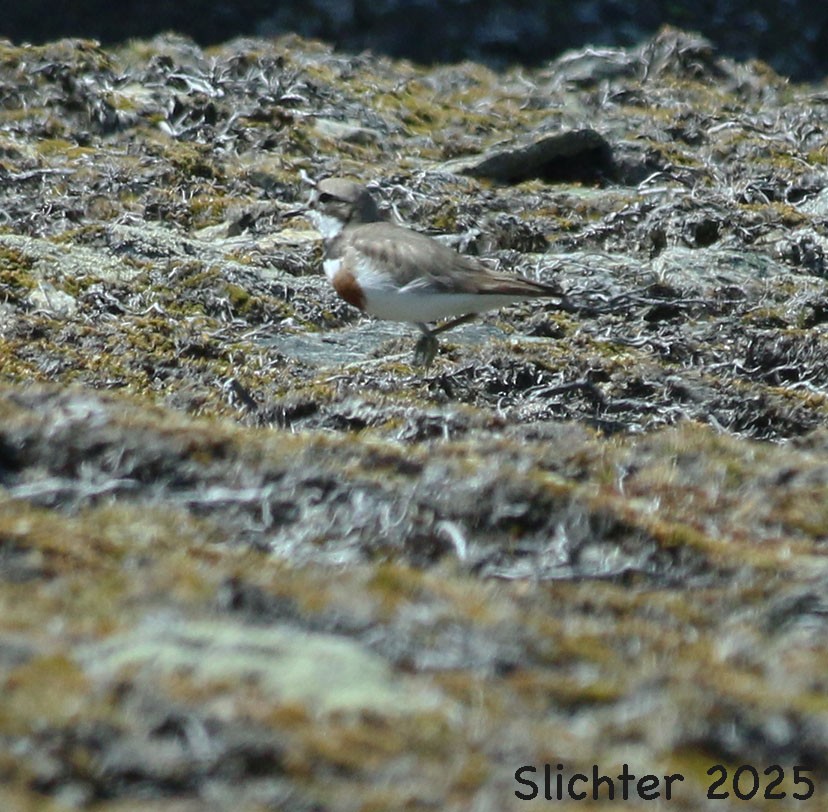 Double-banded Plover - ML632455461