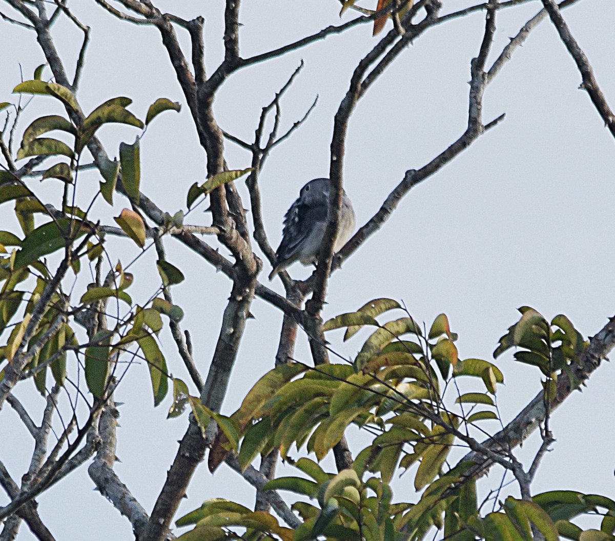 Snowy Cotinga - ML632455509