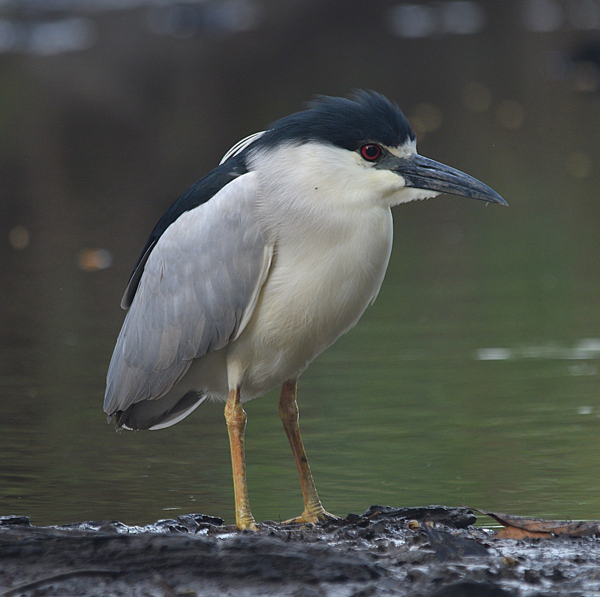 夜鷺 - ML632455563