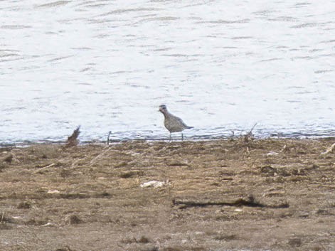 American Golden-Plover - ML632455586