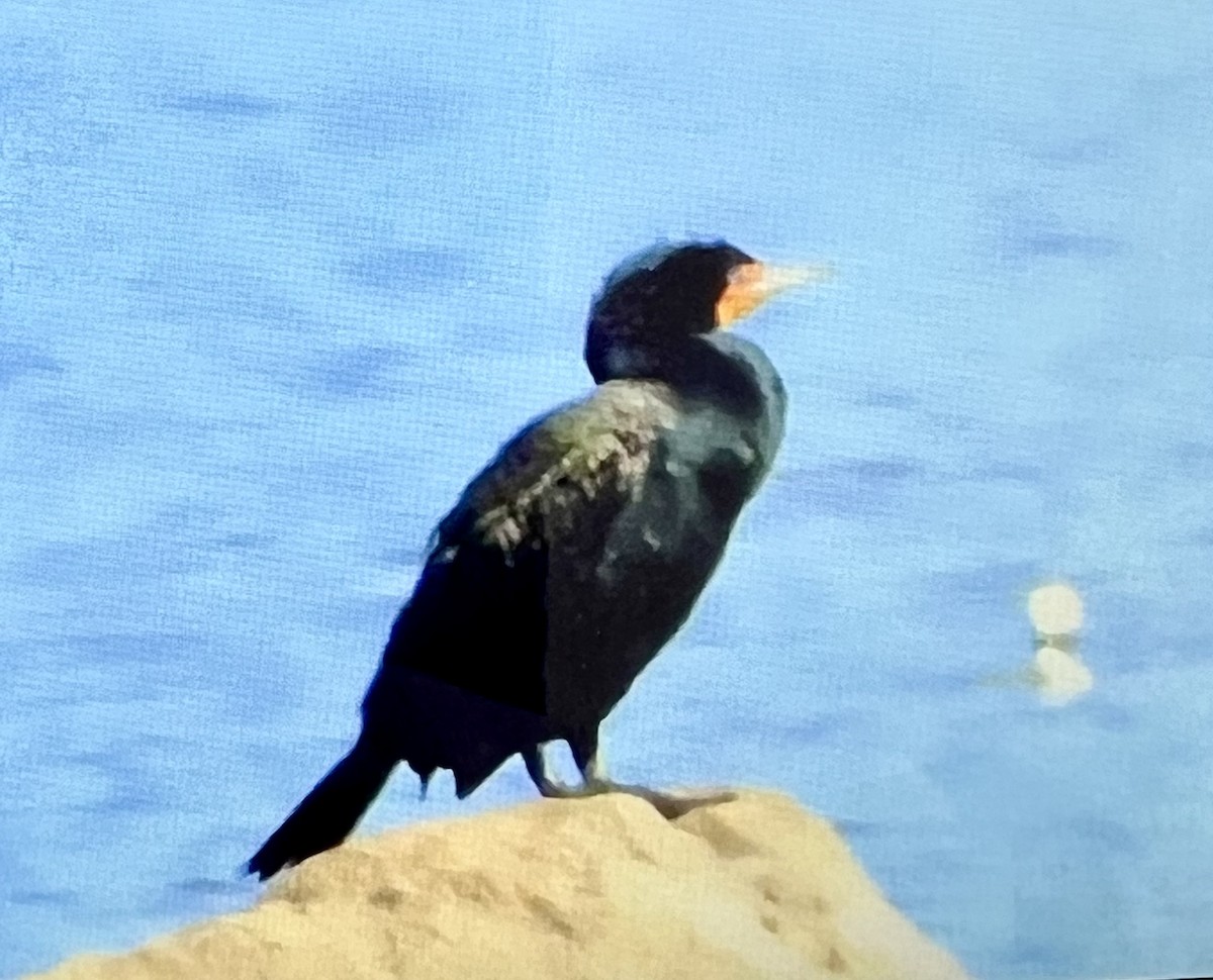 Double-crested Cormorant - ML632455626