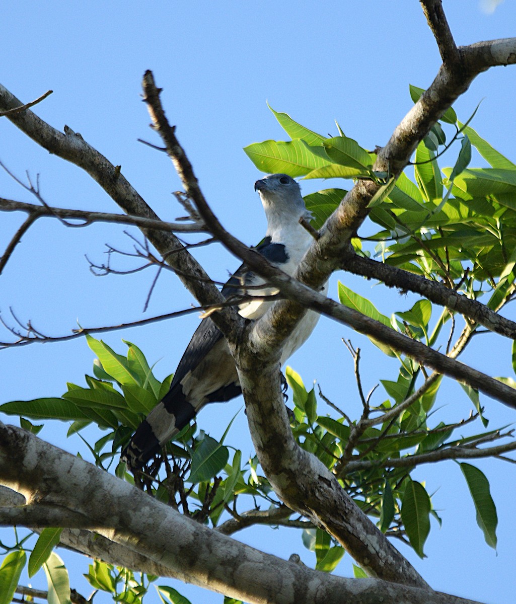 Gray-headed Kite - ML632455768