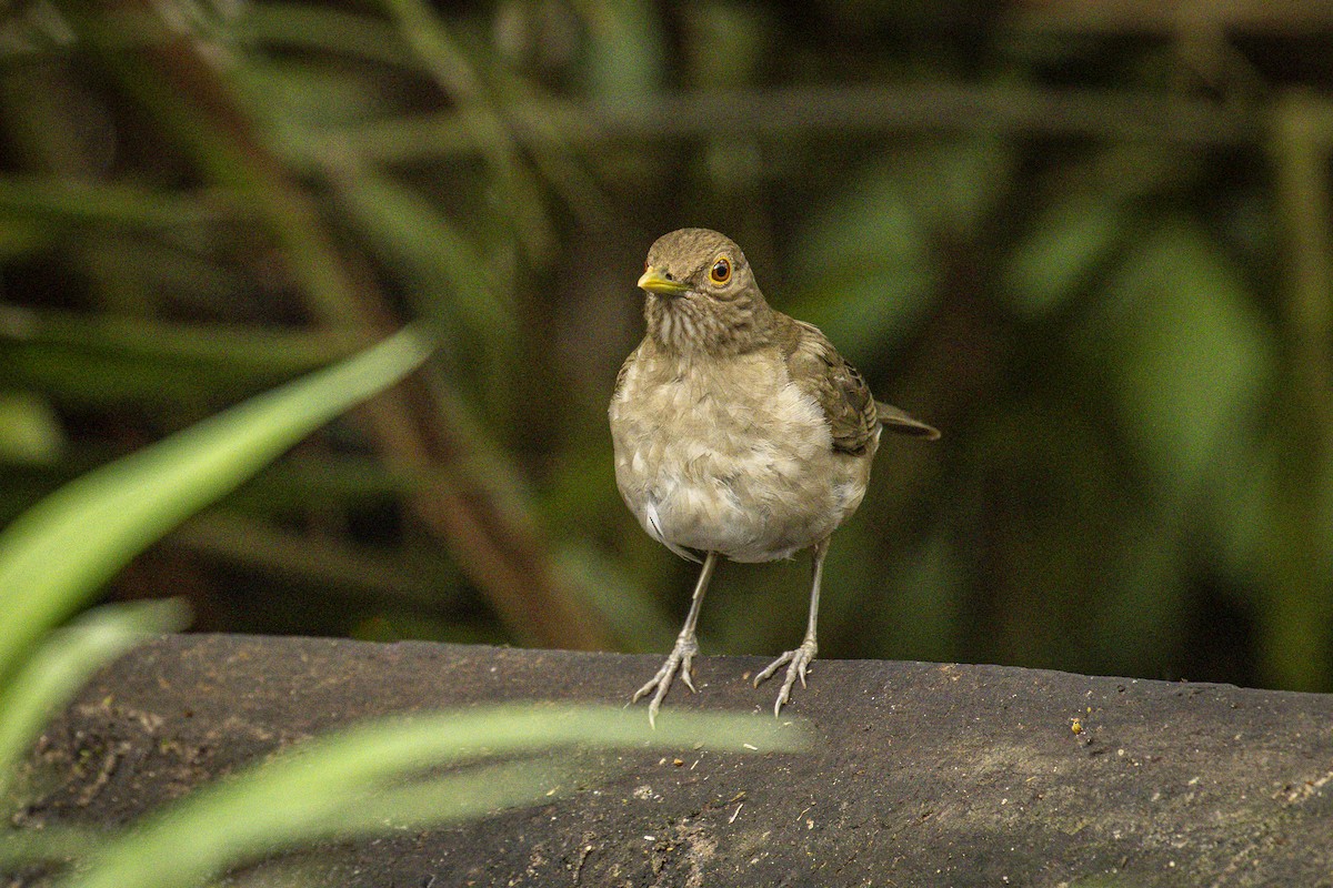 Ecuadorian Thrush - ML632455810