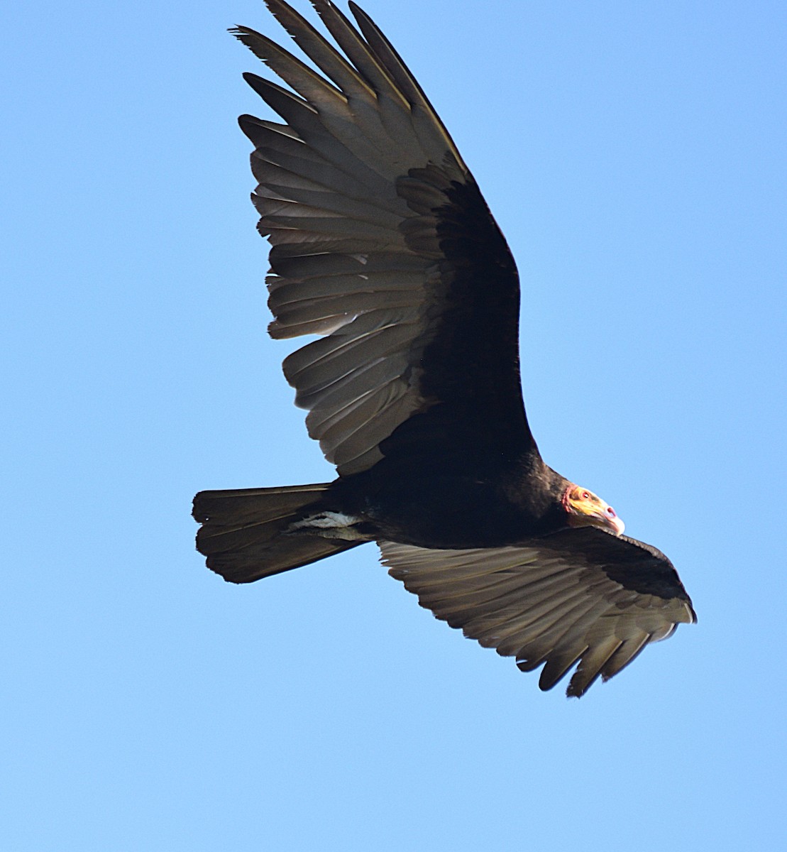 Lesser Yellow-headed Vulture - ML632455891