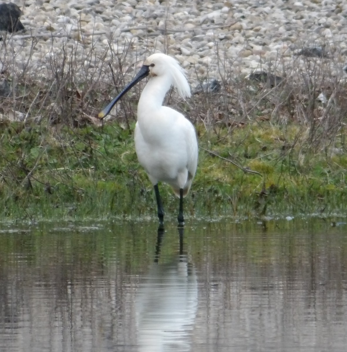 Eurasian Spoonbill - ML632456001