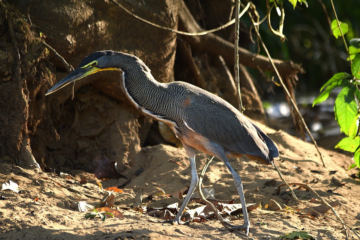Bare-throated Tiger-Heron - ML632456002