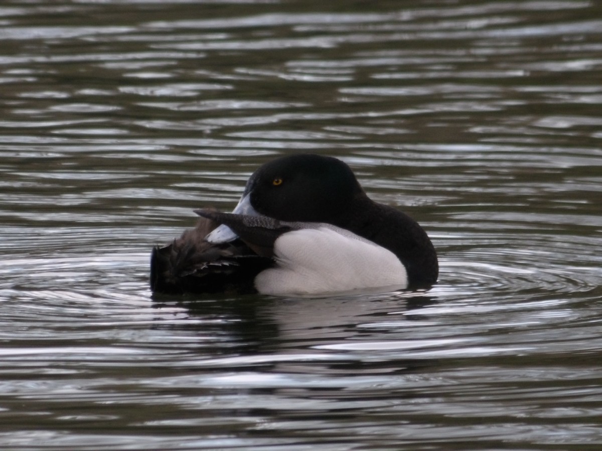 Greater Scaup - ML632456031