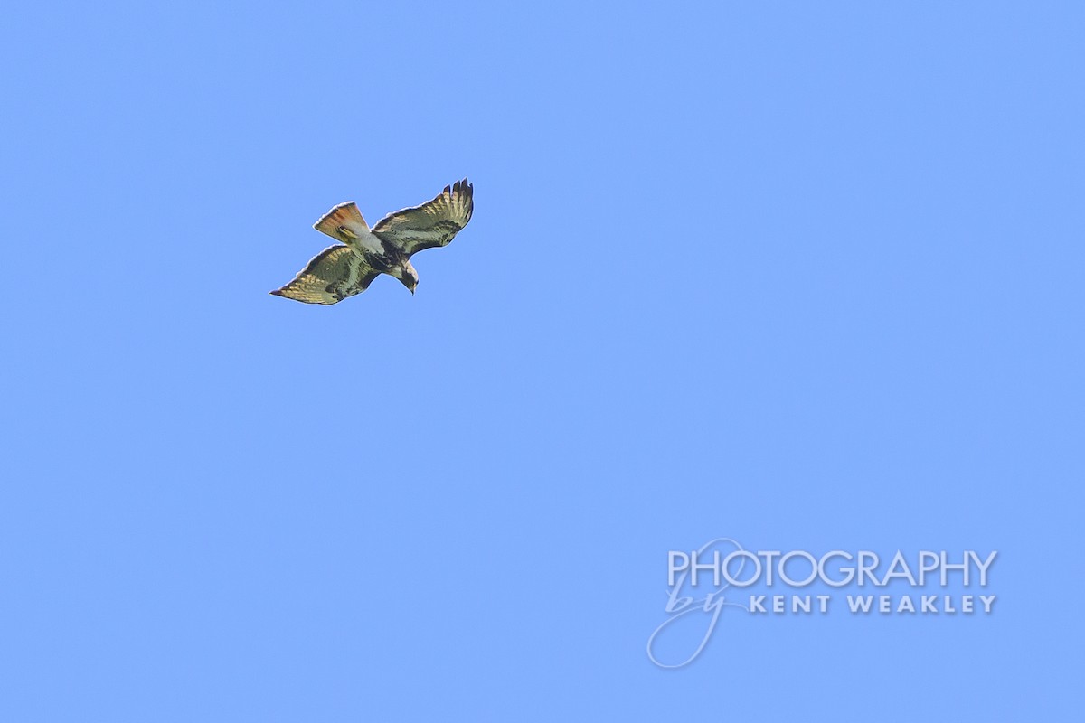 Red-tailed Hawk (jamaicensis) - ML632456104