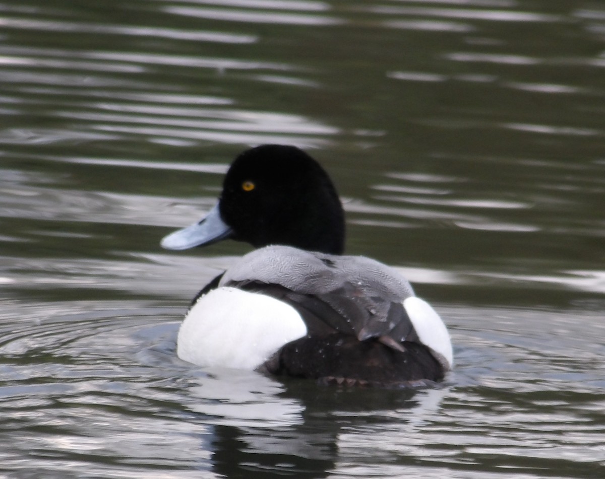 Greater Scaup - ML632456142