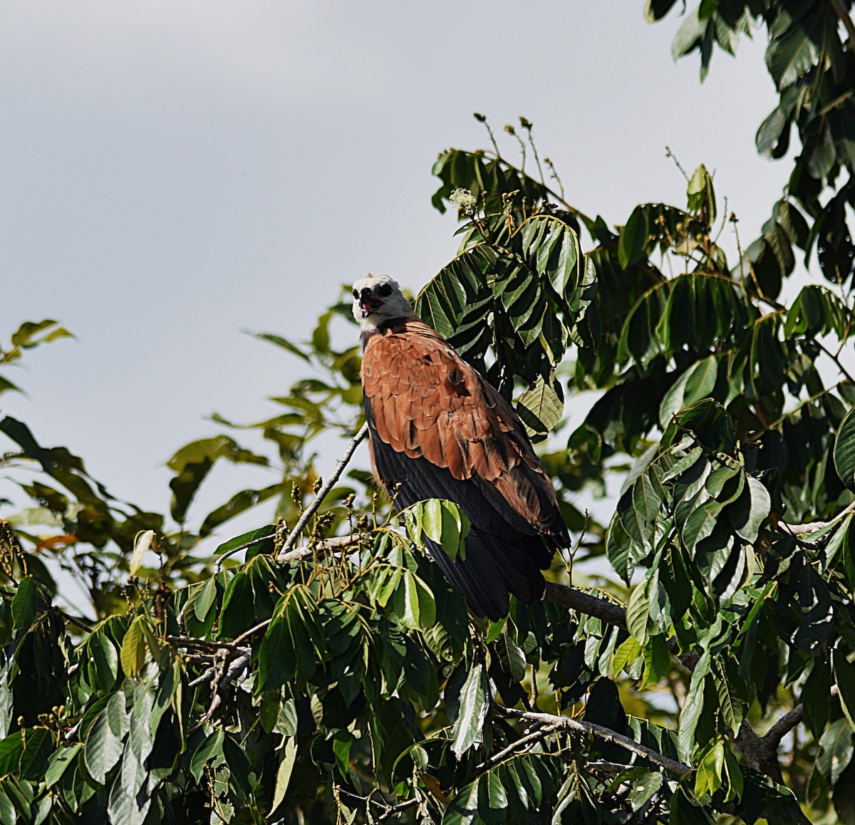 Black-collared Hawk - ML632456153