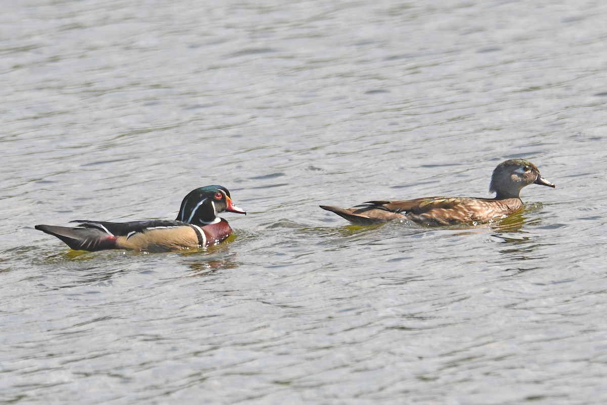 Wood Duck - ML632456182