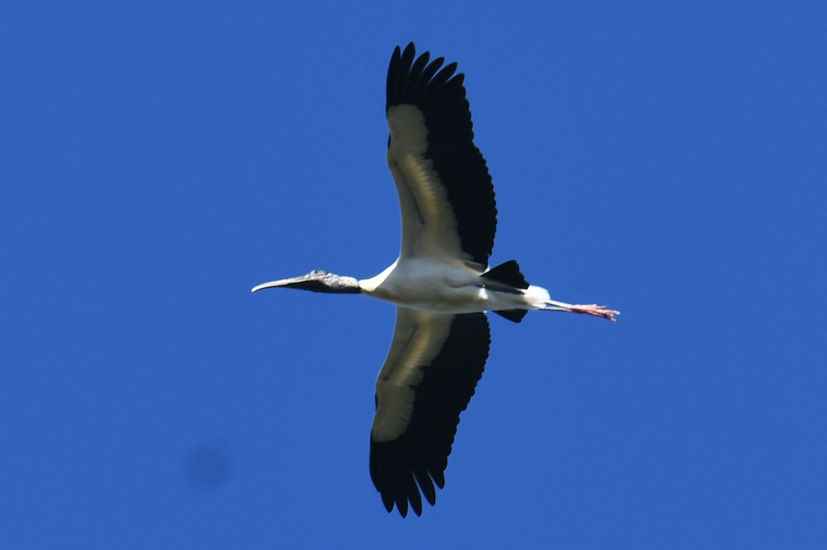 Wood Stork - ML632456204