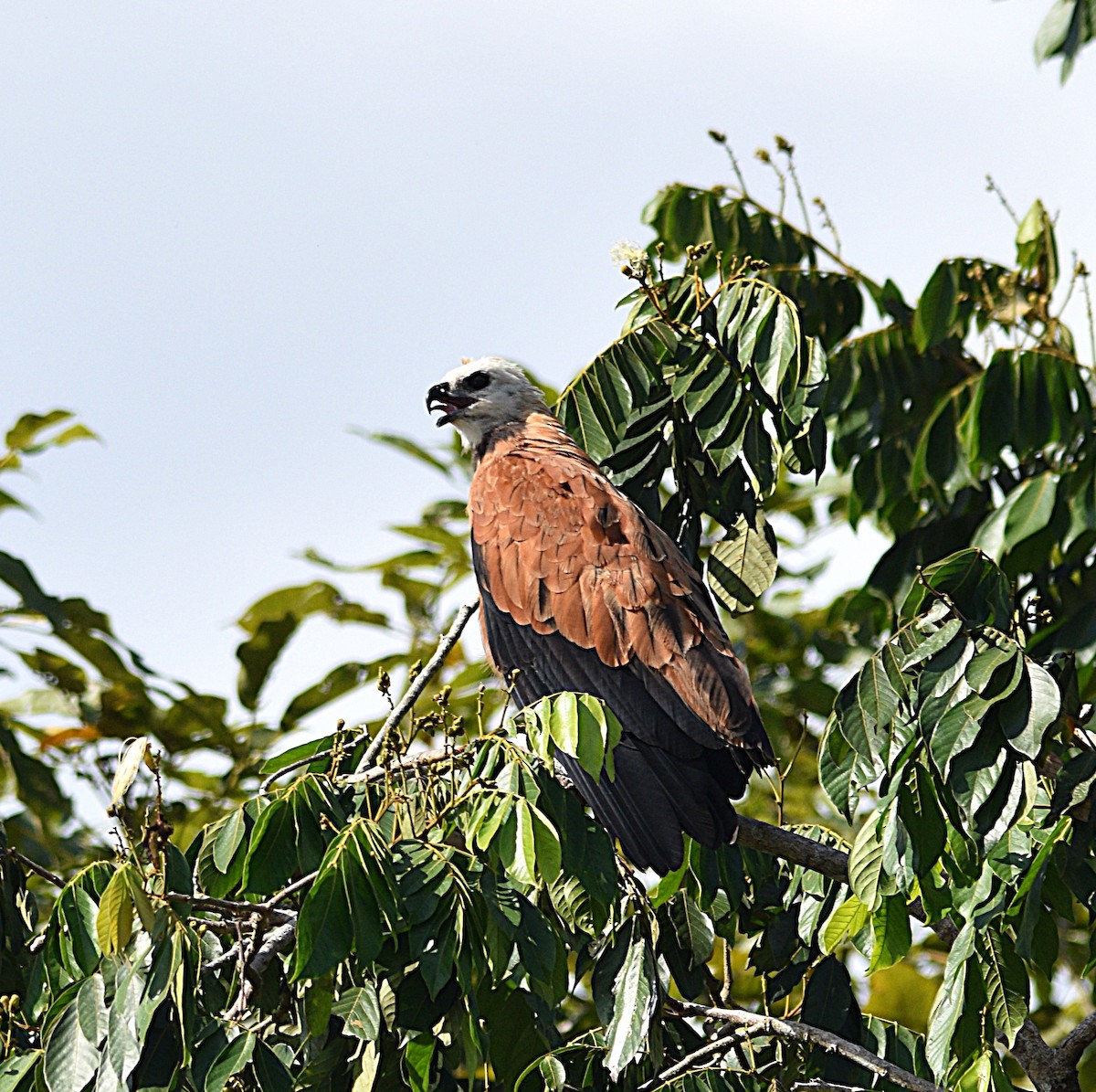 Black-collared Hawk - ML632456206