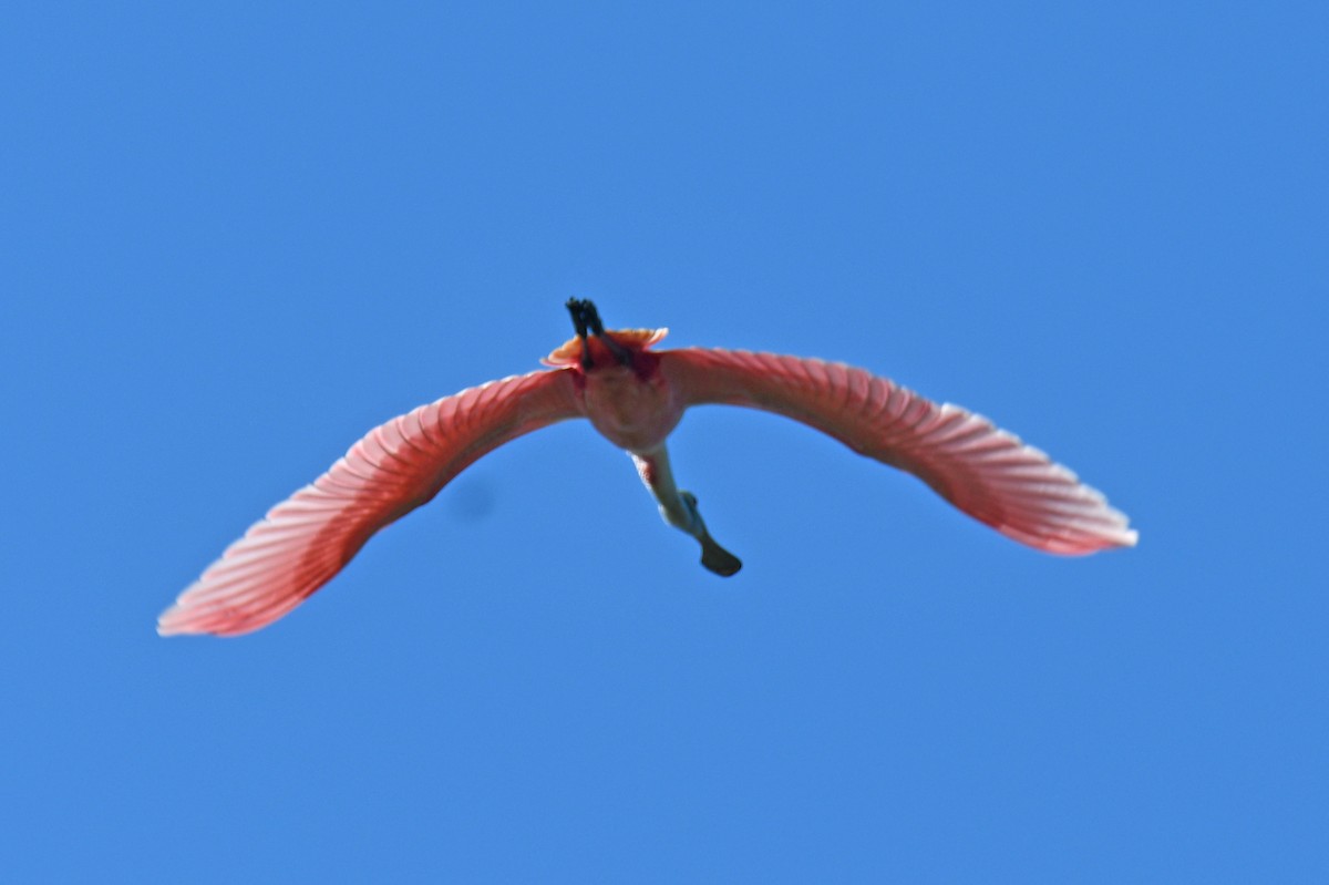 Roseate Spoonbill - ML632456252