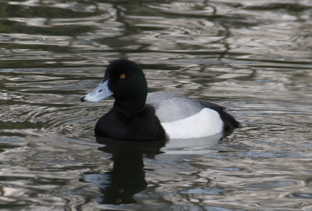 Greater Scaup - ML632456259