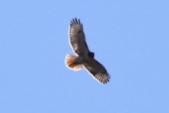 Red-tailed Hawk - ML632456260