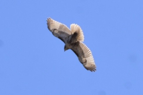 Red-tailed Hawk - ML632456262