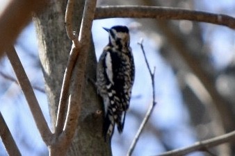 Yellow-bellied Sapsucker - ML632456281