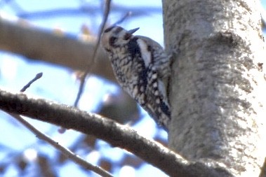 Yellow-bellied Sapsucker - ML632456282