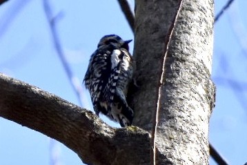 Yellow-bellied Sapsucker - ML632456283