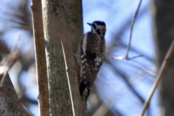 Yellow-bellied Sapsucker - ML632456284