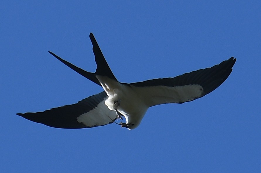 Swallow-tailed Kite - ML632456285