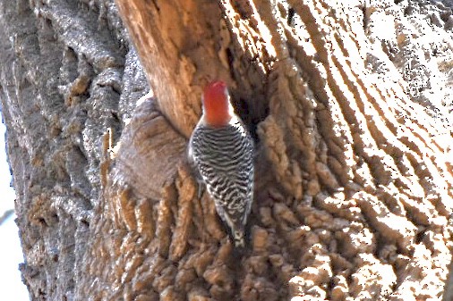 Red-bellied Woodpecker - ML632456297