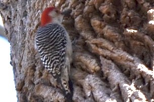 Red-bellied Woodpecker - ML632456298
