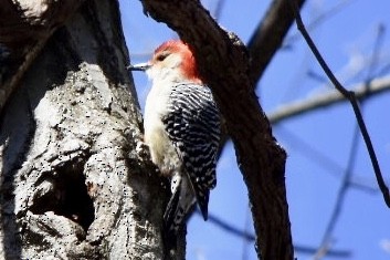 Red-bellied Woodpecker - ML632456299