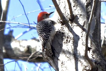 Red-bellied Woodpecker - ML632456300