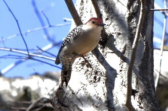 Red-bellied Woodpecker - ML632456301