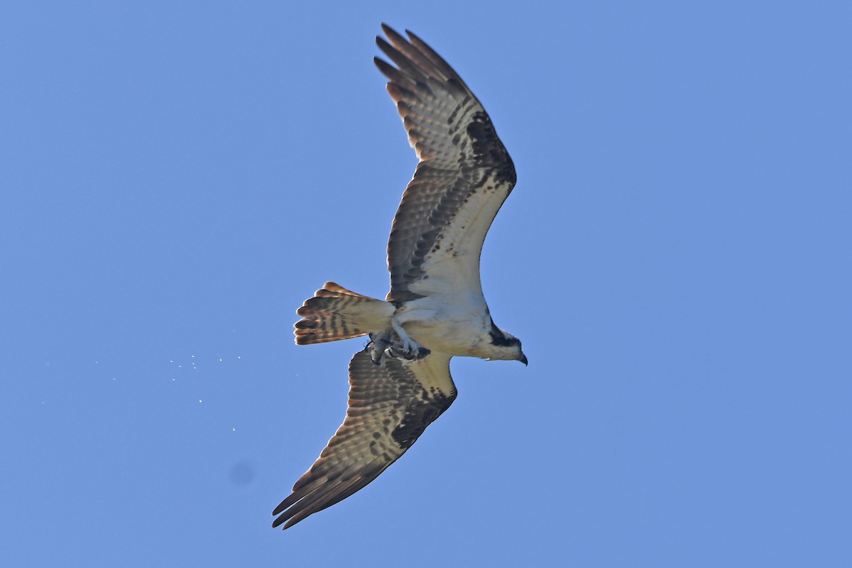 Osprey - ML632456304