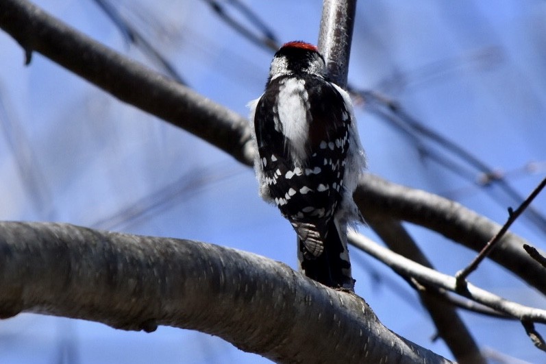 Downy Woodpecker - ML632456316