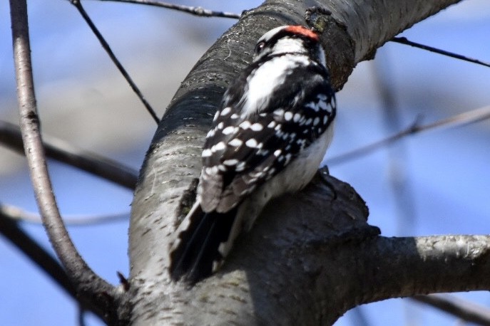 Downy Woodpecker - ML632456317