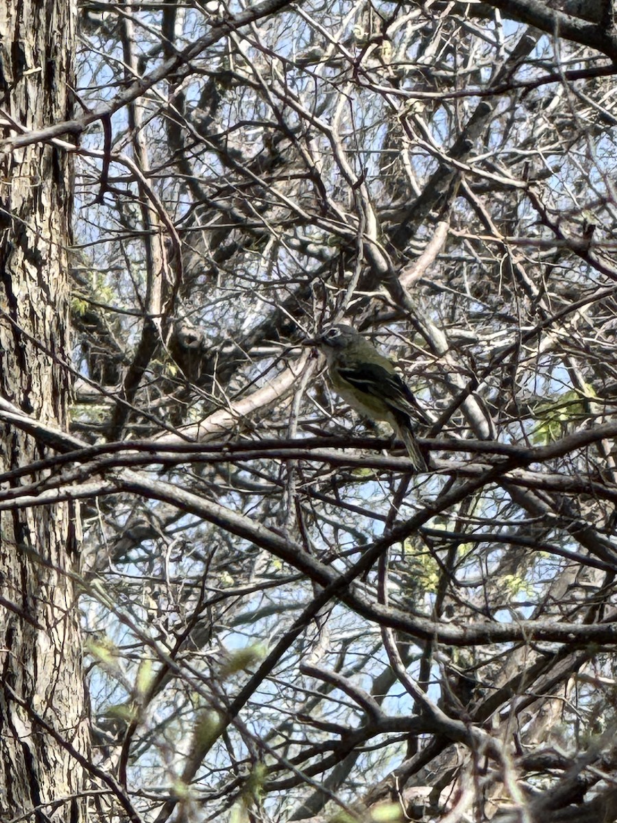 Graukopfvireo - ML632456319