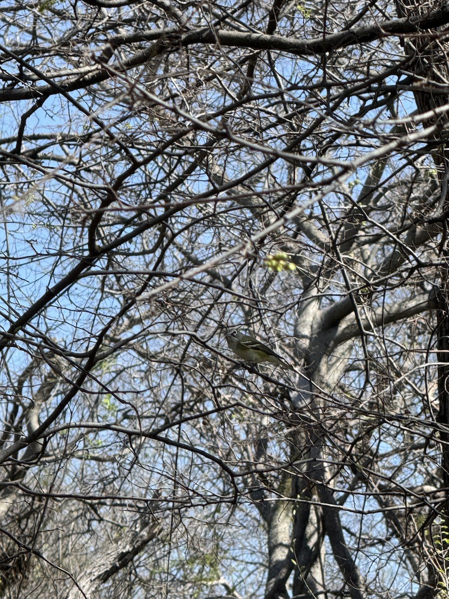 Graukopfvireo - ML632456320