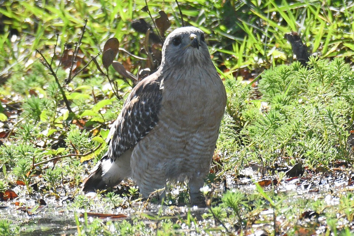 Red-shouldered Hawk - ML632456323