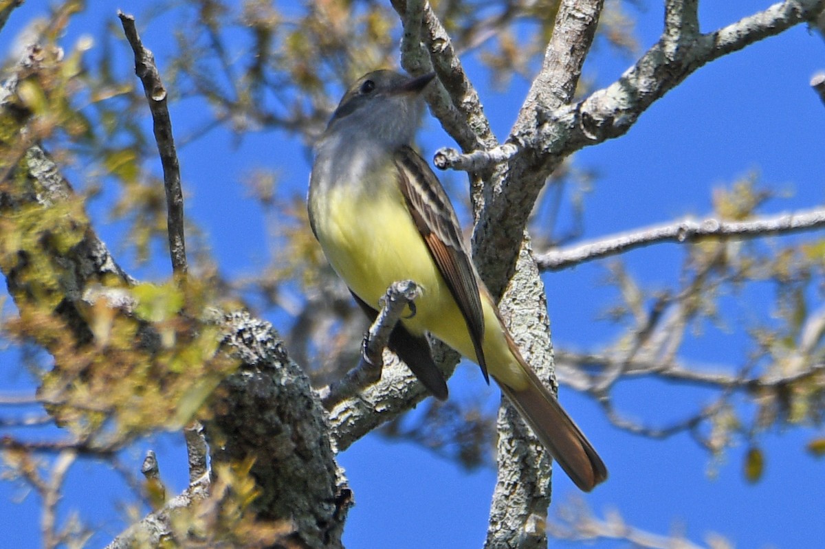 Great Crested Flycatcher - ML632456336