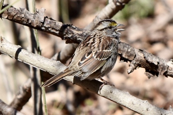 White-throated Sparrow - ML632456339