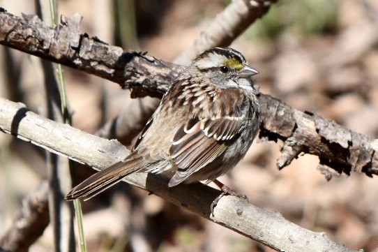 White-throated Sparrow - ML632456340