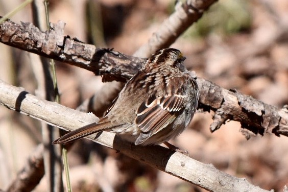 White-throated Sparrow - ML632456341