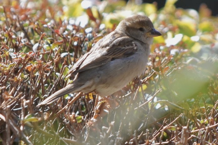 White-throated Sparrow - ML632456342