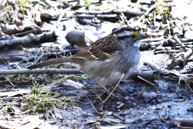 White-throated Sparrow - ML632456343
