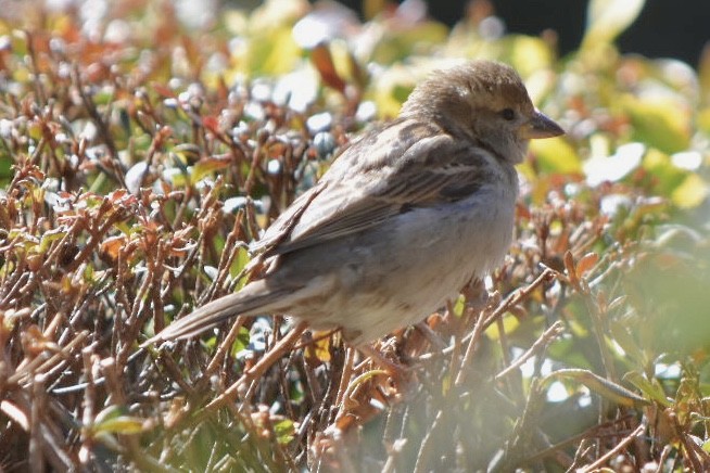 White-throated Sparrow - ML632456344