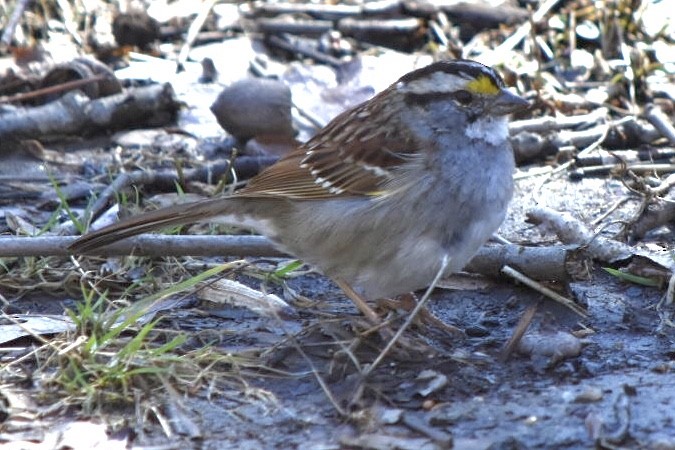 White-throated Sparrow - ML632456345
