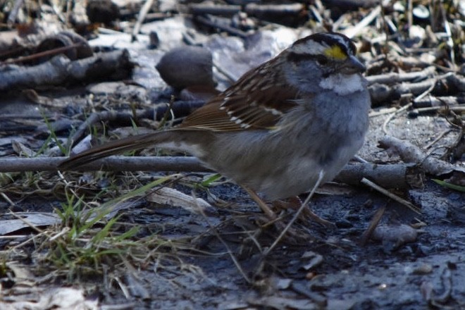 White-throated Sparrow - ML632456346