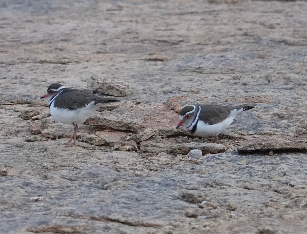 Three-banded Plover - ML632456368