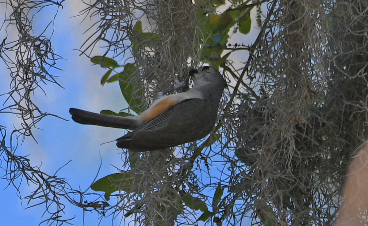 Tufted Titmouse - ML632456369